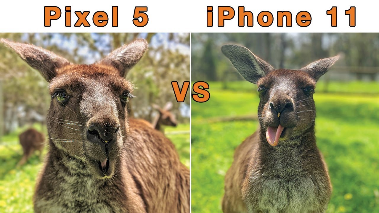 Google Pixel 5 vs iPhone 11 - FUNNY CAMERA TEST with Kangaroos & Koalas 🐨🦘📱
