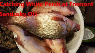 Catching White Perch in Fremont