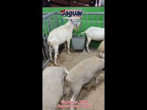 Expotama 2026 - Jaguaretama Ceará 