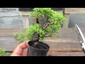 Maintaining Shimpaku Juniper in Miniature Size【SNP】 DEFAULT Thumbnail
