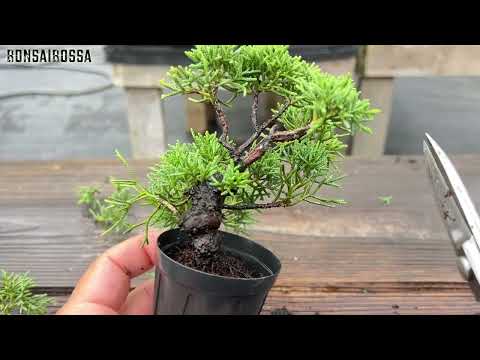 真柏をミニサイズで維持する【SNP】 #盆栽 #bonsai