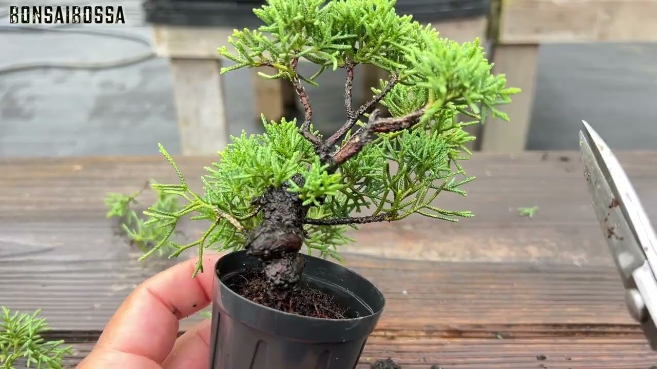 Maintaining Shimpaku Juniper in Miniature Size【SNP】
