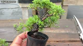 Maintaining Shimpaku Juniper in Miniature Size【SNP】 MQDEFAULT Thumbnail
