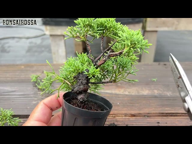 Maintaining Shimpaku Juniper in Miniature Size【SNP】 SDDEFAULT Thumbnail