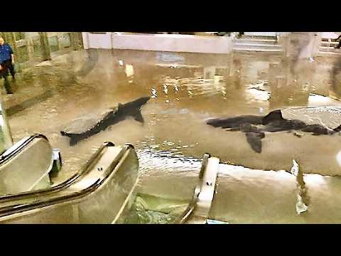 オーストラリア:ドローンが遊泳者にサメの存在を警告