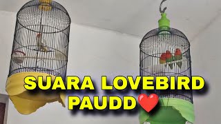 Download lagu Masteran Burung ,.. Pancingan Lovebird Gacor Memanggil Lawan Ngetik Ngekek Memancing EMOSI mp3 Download lagu Masteran Burung ,.. Pancingan Lovebird Gacor Memanggil Lawan Ngetik Ngekek Memancing EMOSI mp3