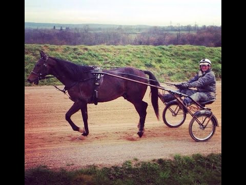 Carnet de Pistes - Sébastien Guarato - Bold Eagle - Prix de Paris - 24-02-2016