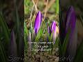 Spring Came Early This Year - David Barrett (Official Lyric Video) #ValentinesDay #OriginalMusic