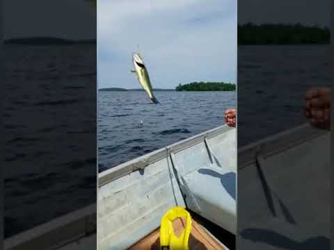 Curve Lake Fishing in the Kawarthas Summer Fishing Fun