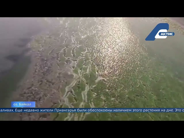 Спирогировый кризис на Байкале окончен