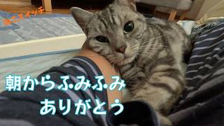 《猫動画》ねこちゃんを早朝、こっそり呼んだら、かわいいくてこんな感じになりました #ねこ #cat #kitty #アメショ #vlog