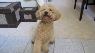 Super smart poodle BB More Tricks!! (v.3)聰明的紅貴賓!
