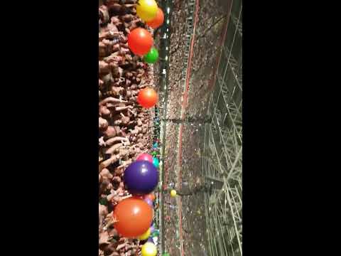 Coldplay @ Cardiff. 11/07/17. Don't look back in anger.