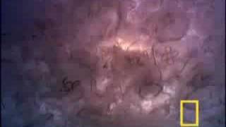 Tear Me Apart-Suzi Quatro