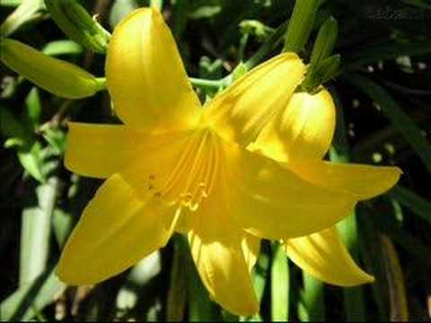 Adiemus - Cantus Song of Tears - Full version