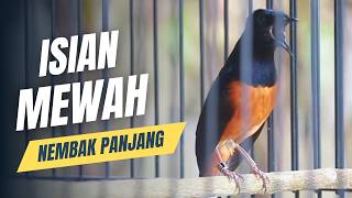 Download lagu MURAI BATU GACOR FULL ISIAN TEMBAKAN MEWAH SANGAT AMPUH MELATIH MURAI BATU EMOSI BONGKAR ISIAN mp3 Download lagu MURAI BATU GACOR FULL ISIAN TEMBAKAN MEWAH SANGAT AMPUH MELATIH MURAI BATU EMOSI BONGKAR ISIAN mp3