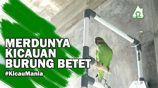 Download lagu SUARA KICAU BURUNG BETET PEMIKAT | KICAU MANIA mp3 Download lagu SUARA KICAU BURUNG BETET PEMIKAT | KICAU MANIA mp3