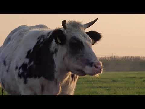 Rond de Broekmolen bij Streefkerk / Around the windmill of Streefkerk