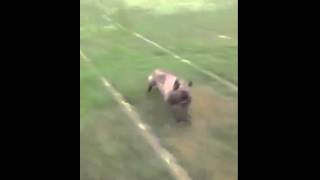Dog loves to slide on the grass