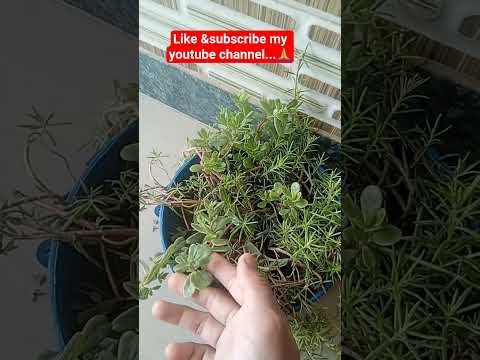 support me...🙏 #homegardening #viral #viralshort #gardening #plantlover #flowers