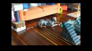 CATAHOULA LEOPARD DOG SINGS FOR BREAKFAST
