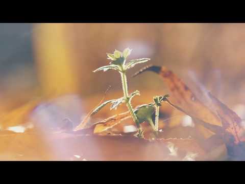 8Dio Score This – Michal Zahradníček – Winter's Farewell