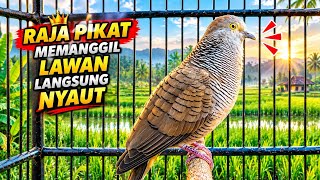 Download lagu Perkutut Lokal Gacor Suara Super Kristal - Pancingan Malas Bunyi  (99%AMPUH BANGET) mp3
