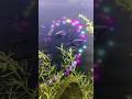 Adding New Black Molly Fish To My Aquarium Aquarium Guru Pet Shop Visit