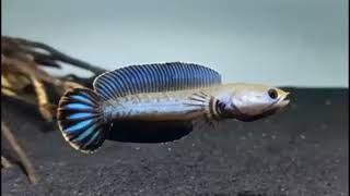 Download lagu video Channa andrao gondrong  galak mp3 Download lagu video Channa andrao gondrong  galak mp3