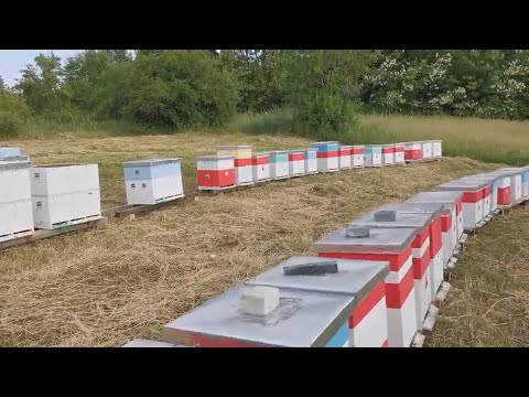 Miloš Rančić o ovogodišnjoj sezoni pčelara