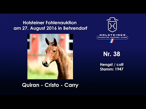 Holsteiner Fohlenauktion 2016 in Behrendorf - Nr. 38 v. Quiran - Cristo