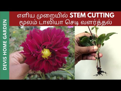 , title : 'How to grow dahlia from stem cuttings in tamil | dahlia propagation | Terrace garden #dahlia'