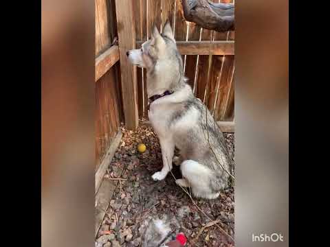 Ibby the best dog ever! Valentine’s Day special!