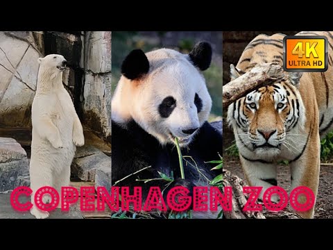 Copenhagen Zoo Complete Tour in 4K| Zoologisk Have København #københavnzoo #zoologiskhave