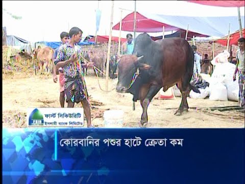 বসিলা হাটে এসেছে মেসি আর কালো মানিক | ETV News