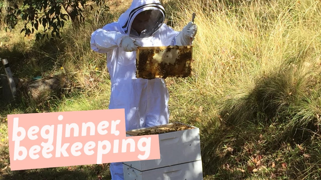 Backyard beekeeping equipment 101: Essentials for beginners