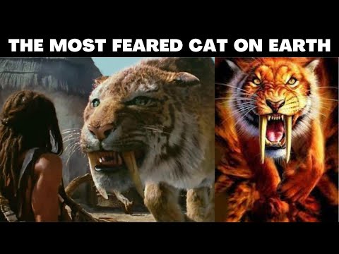 SABERTOOTH TIGER THE KING OF ALL TIMES