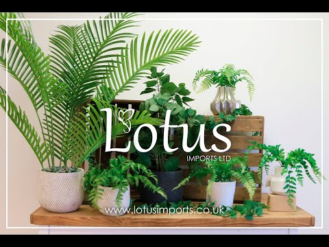 Welcome to Lotus Imports Ltd