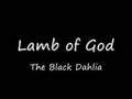 Lamb of God - The Black Dahlia