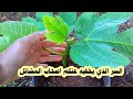طريقة جنونية لزراعة شجرة التين  ziraeat shajaratan altyn mp3