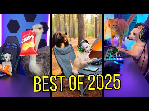 Baxter’s Funniest Gaming Moments of 2025 😂🐶🎮 (Best Shorts Compilation) 