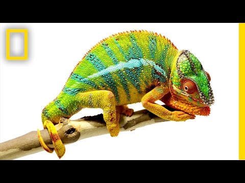 Beautiful Footage: Chameleons Are Amazing | National Geographic