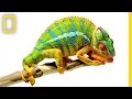 Beautiful Footage Chameleons Are Amazing National Geographic