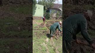 Download lagu cara menanam jagung dilahan basah || traditional way of planting corn mp3