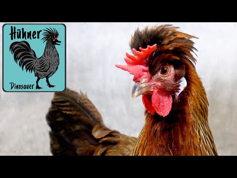 Altsteirer Hühner Rasse-Informationen: Zuchtidee, Gewicht, Legeleistung, Eierfarbe, Flugfähigkeit