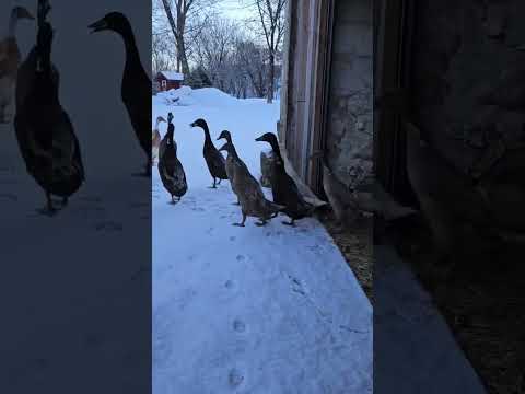 Коротко о погоде.... #мороз #холодно #холода #снег #снегопад #гуси #погода #птицы
