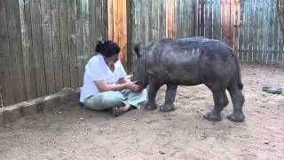 Snuggle time with endagered baby Rhino Gertjie