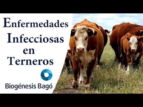 , title : 'Enfermedades infecciosas en La cría - Biogénesis Bagó'