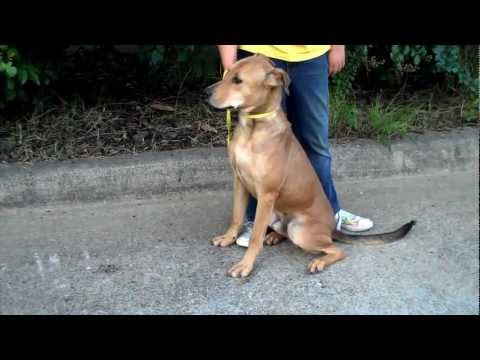 Brownie, an adopted Carolina Dog Mix in Kingsport, TN_image-1