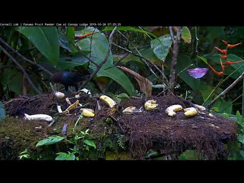 Chestnut-headed Oropendola Joined By A Tennessee Warbler - Oct 26, 2019